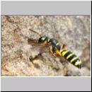 Cerceris arenaria - Grabwespe w11f 12mm Nestanflug mit Ruesselkaefer.jpg